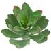 Primrue Artificial Kalanchoe Succulent Plastic | 8 H x 4 W x 4 D in | Wayfair A45605D55C2843D5B35D9F885A85604D