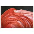 Great BIG Canvas | Close Up Of A Flamingo Resting Its Head On Its Back Art Print - 30x20