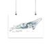 Cetacea Gray. Whale Poster - June Erica Vess Designs