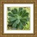 Prime Marcus 20x20 Gold Ornate Wood Framed with Double Matting Museum Art Print Titled - Adored Succulents 4