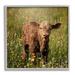 Stupell Industries Baby Calf Cow Among Flower Blossom Meadow Photograph Gray Framed Art Print Wall Art Design by Daphne Polselli