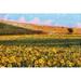 August Grove® Painted Yellow Flower Field - Wrapped Canvas Photograph Canvas | 12 H x 18 W x 1.25 D in | Wayfair 41443AE57A904533A6E0623DAF8A4EBF