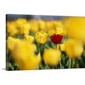 Great BIG Canvas | Single Red Tulip Among Yellow Tulips Canvas Wall Art - 24x16