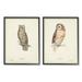 Stupell Industries Owl Breeds Latin Study Page Detailed Bird Animal Graphic Art Black Framed Art Print Wall Art Set of 2 Design by H. L. Meyer