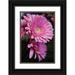 Berzel Erin 11x14 Black Ornate Wood Framed with Double Matting Museum Art Print Titled - Pink Gerbera Daisies IV