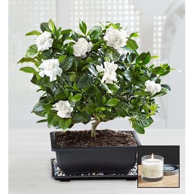 1-800-Flowers Plant Delivery Gardenia Bonsai Large Plant W/ Candle