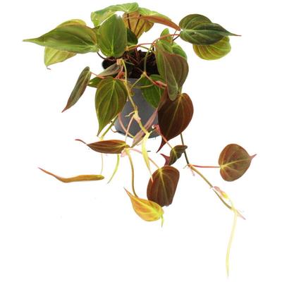 Philodendron micans - Dunkler Kletternder Baumfreund - 12cm Topf