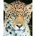 CVPuzzles Jaguar Head Shot 504 Piece Jigsaw Puzzle 16 X 20