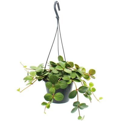 Zimmerpflanze zum Hängen - Peperomia tetraphylla - hängender Zwergpfeffer - 14cm Ampel