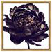 Oliver Gal Black Peony - Graphic Art on Canvas in Black/White | 17.5 H x 17.5 W in | Wayfair 47118_16x16_CANV_PSGLD