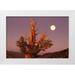 Welling Dave 32x23 White Modern Wood Framed Museum Art Print Titled - CA Inyo NF Full moon rising in Pine Forest