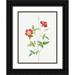 Redoute Pierre Joseph 12x14 Black Ornate Wood Framed with Double Matting Museum Art Print Titled - Rose Indica Stelligera Bengal Star Rosa indica stelligera