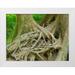 Wild Jamie and Judy 14x12 White Modern Wood Framed Museum Art Print Titled - Washington State-Olympic National Park-Hoh Rain Forest-Hall of Mosses-intertwined tree roots