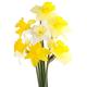 Spring Bulbs - Mixed Selection of Daffodils - 30 x Bulb Pack