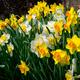 Spring Bulbs - Daffodils 'Mixed' - 15 x Bulb Pack