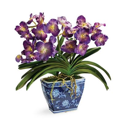 Vanda Orchid - Frontgate