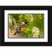 Illg Cathy and Gordon 14x11 Black Ornate Wood Framed with Double Matting Museum Art Print Titled - Oregon Malheur NWR Black-headed grosbeak