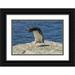 Illg Cathy and Gordon 32x23 Black Ornate Wood Framed with Double Matting Museum Art Print Titled - Bleaker Island Rockhopper penguin hopping