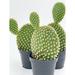 Florida House Plants Bunny Ear Prickly Pear Cactus | 12 H x 5 D in | Wayfair 75385493