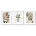 Bayou Breeze Modern Eucalyptus Leaves by Modern Eucalyptus Leaves - 3 Piece Picture Frame Graphic Art Set on Wood in Brown/Green/White | Wayfair