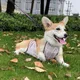 Hoopet-T-shirt imperméable pour chien Corgi Dudou vêtements de protection contre le froid pour