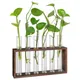 Terrarium de Plantes avec Support en Bois Bureau/Mur Station de Propagation de Plantes Vivantes