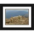 Illg Cathy and Gordon 32x23 Black Ornate Wood Framed with Double Matting Museum Art Print Titled - Colorado Mount Evans Mountain goat kids on rock