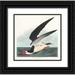 Audubon John James 12x12 Black Ornate Wood Framed with Double Matting Museum Art Print Titled - Black Skimmer