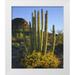 Talbot Frank Christopher 20x23 White Modern Wood Framed Museum Art Print Titled - Arizona Organ Pipe Cactus NM Organ Pipe Cactus