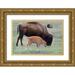 Wild Jamie and Judy 18x13 Gold Ornate Wood Framed with Double Matting Museum Art Print Titled - South Dakota-Custer State Park-Bison mother and calf-Bison bison