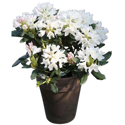 "Hecken BCM ""Rhododendron 'Cunningham's White'"" Pflanzen Gr. 4 St., rosa (grün) Beetpflanze Heckenpflanzen Pflanzen Höhe: 15-20 cm, 4"