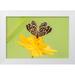 Jaynes Gallery 14x11 White Modern Wood Framed Museum Art Print Titled - Brazil-Pantanal Butterfly on flower