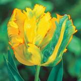 10 Golden Parrot Tulip Bulbs for Planting - Easy to Grow -