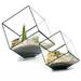 LA TALUS Geometric Cubes Glass Terrarium Home Decor Plant Fleshy Flower Holder Vase Pot Black