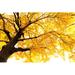 Ebern Designs Autumn Ginkgo by Baphotte - Wrapped Canvas Print Metal | 32 H x 48 W x 1.25 D in | Wayfair 6A0726997A2D4080948AEDDB4D38259C