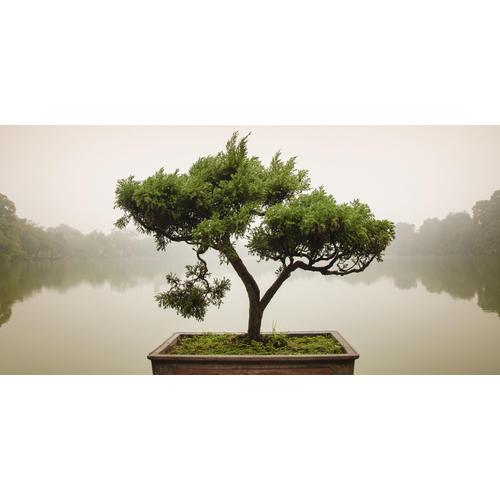 Home affaire Glasbild Panom: Chinesischer Bonsaibaum, 100/50 cm grün Glasbilder Bilder Bilderrahmen Wohnaccessoires