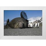 Paulson Don 32x23 White Modern Wood Framed Museum Art Print Titled - South Georgia Isl Bull elephant seal throws sand