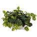 Nearly Natural Pothos w/White Wash Planter Silk Plant