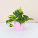 Thorsen's Greenhouse Live Brazil Philodendron Plant in Classic Pot | 6 H x 4 D in | Wayfair 4 Brazil Phil-core-blush