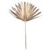 Vickerman Natural Botanicals 13.75 - 19.5 Metallic Gold Dried Palm Sun Spear 12 per bag.