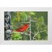 Welling Dave 32x23 White Modern Wood Framed Museum Art Print Titled - TX Hill Country Summer tanager on tree limb