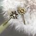 Anthropologie Accessories | Anthropologie Crystal Flower Bobby Pin Set | Color: Gold/Silver | Size: Os