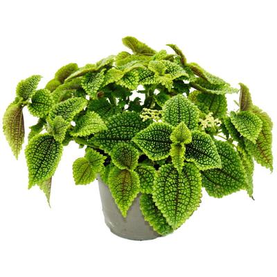 Kanonier-Pflanze - Pilea involucrata Moon Valley - Mondkrater-Pflanze - 12cm Topf