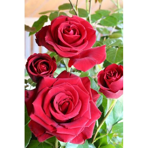 "Beetpflanze BCM ""Rose 'Europeana'"" Pflanzen Gr. 3 St., rot Beetpflanze Beetpflanzen Pflanzen Höhe: 30-40 cm, 3"
