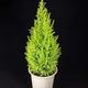 Garden Shrub - Cypress 'Gold Crest' - 1 x Full Plant in 1 Litre Pot