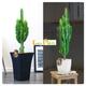 Large Cactus Euphorbia Elegant House Plant African Milk Tree in Decorative Pot with Top Dressing