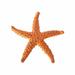 Baby Toys Sea Star Diving Toys Sea Star Pool Toys Colorful Sea Star Set With Gold Mesh Bag Summer Swimming Diving Toy Set Diving Throwing Toy Set Underwater Swimming Toys Kids Toys Plastic Orange