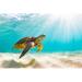 Bay Isle Home™ Green Sea Turtle by Shanemyersphoto - Wrapped Canvas Photograph Canvas | 8 H x 12 W x 1.25 D in | Wayfair