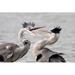 Highland Dunes Two Herons Fighting by Musicinside - Wrapped Canvas Photograph Canvas | 12 H x 18 W x 1.25 D in | Wayfair