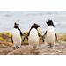 Highland Dunes Rockhopper Penguins Walking by Frizi - Wrapped Canvas Photograph Metal | 32 H x 48 W x 1.25 D in | Wayfair